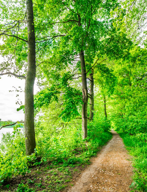 istock Idyllic path with lush green trees along lake 951056002