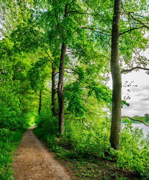 istock Path along lake with green trees invite for a walk in beautiful nature 951056018