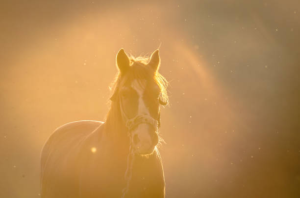 istock Horse in the mountains 951056036