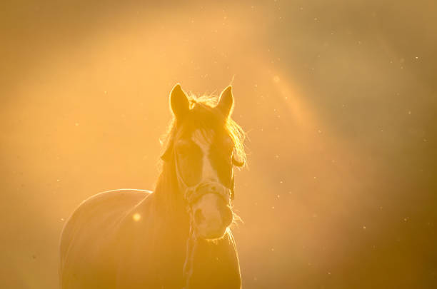 istock Horse in the mountains 951056282