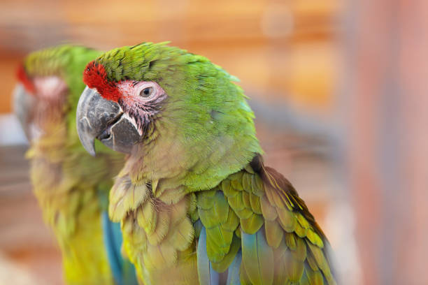 istock Great green macaw, Ara ambiguus, also known as Buffon's macaw 951056582