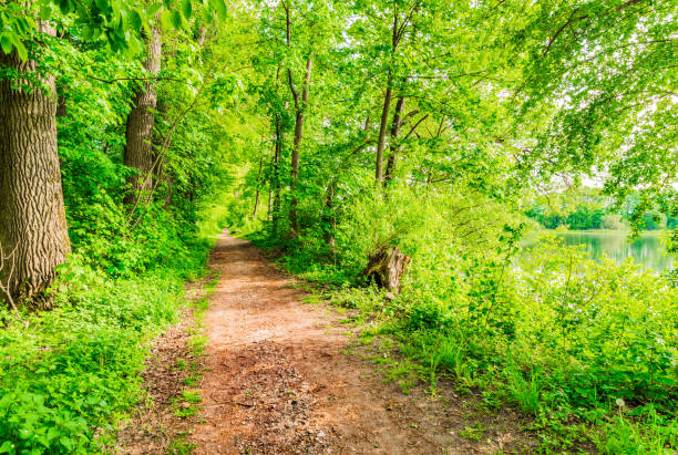 istock Idyllic view of path with green deciduous trees and lake 951059396