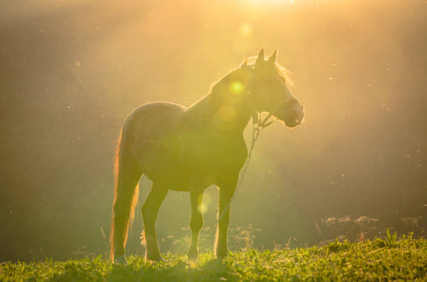 istock Horse in the mountains 951059602