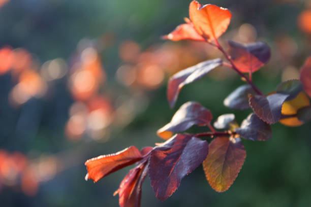 istock Brunch of a tree and red leaves on green natural background, selective focus 951060494