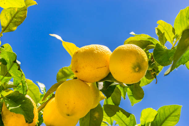 Lemon tree with ripe yellow fruit