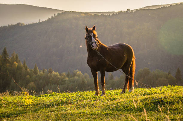 Horse in the mountains