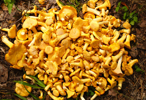 chanterelle mushrooms background cantharellus cibarius - chanterelle golden chanterelle edible mushroom mushroom imagens e fotografias de stock