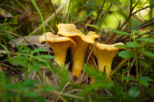 Three chanterelle mushrooms standing among grass and moss in the forest. A big harvestmen (daddy longlegs) sits on the hat of one of it.