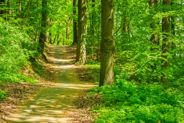 istock Idyllic footpath in forest with sunlight comes through the green trees 951064902