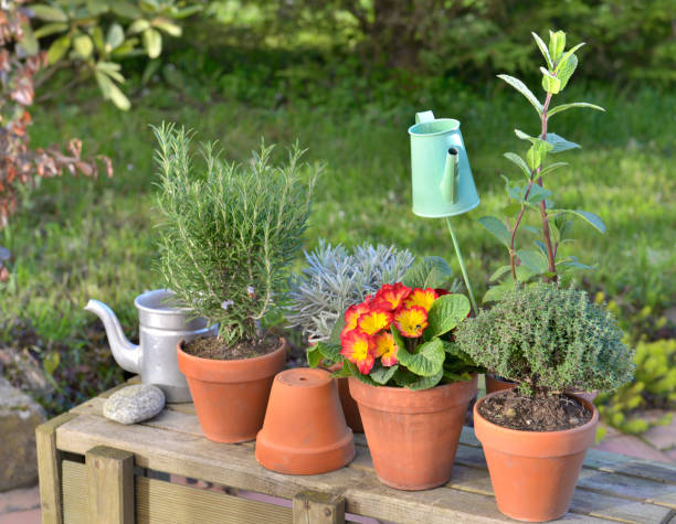 istock flowers and aromatic plants potted 951068608