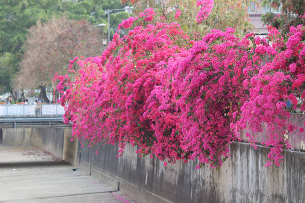 istock a group of bright red bougainvillea flowers 951068782