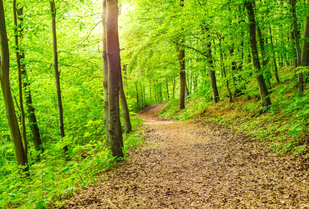 istock Sunlight shines through the trees in fresh green forest 951069756