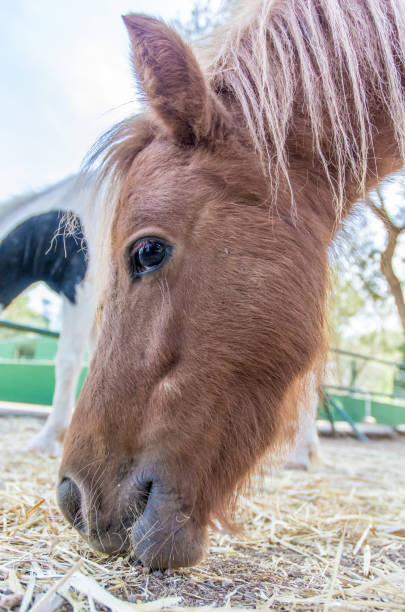 istock Head of a pony 951070438