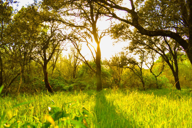 Sun rays shining through trees with defocused green grass field. Nature sunset Sun rays shining through trees with defocused green grass field. Nature sunset agroforestry stock pictures, royalty-free photos & images
