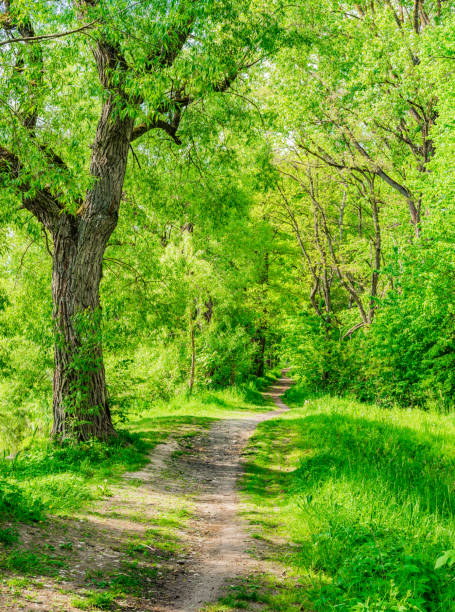 istock Idyllic track into the forest with lush green trees on a beautiful day with sunlight 951073496