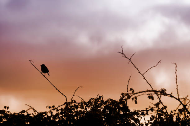 Small bird singing on branch at dusk, sunset background. Image suitable for background, copy space on the right. Galicia, Spain.