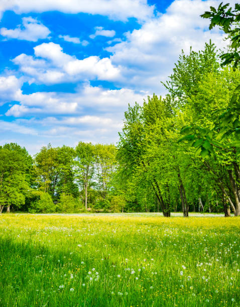 istock Idyllic nature scenery green meadow with dandelions and blue sky 951074076