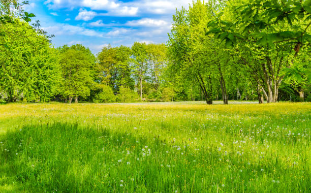 istock Green spring meadow with trees and blue sky 951074218