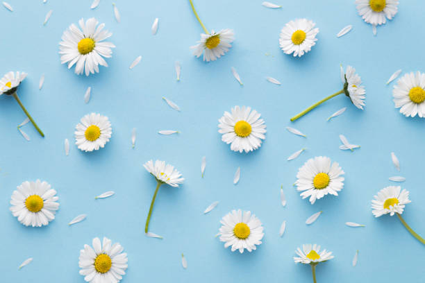 istock Daisy pattern. Flat lay spring and summer chamomile flowers on a blue background. Repetition concept. Top view 951074814