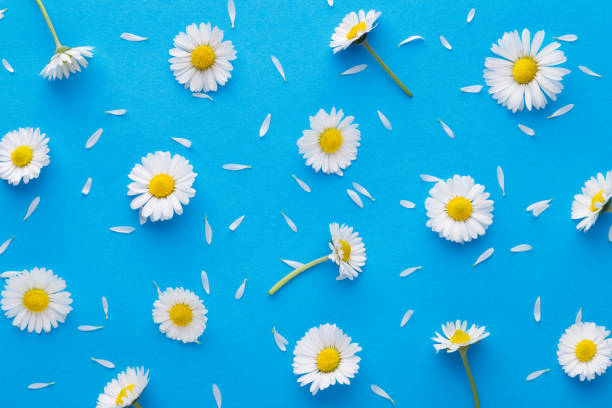 istock Daisy pattern. Flat lay spring and summer chamomile flowers on a blue background. Repetition concept. Top view 951074816
