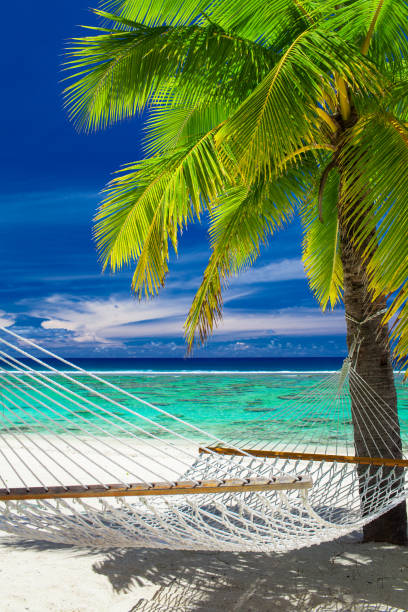 istock Empty hammock between palm trees on tropical beach of Rarotonga 951074956