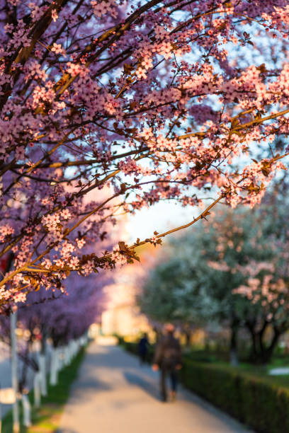 Close up color image depicting fresh cherry blossom trees on the street at golden hour, sunset. Unrecognizable people walk, out of focus, on the street beyond. Focus is sharp on the vibrant pink blossom, and golden defocused bokeh balls are in the background, caused by the sunset. Springtime has finally arrived. Room for copy space.