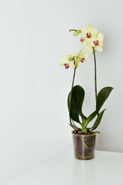 istock yellow phalaenopsis orchid 951077420