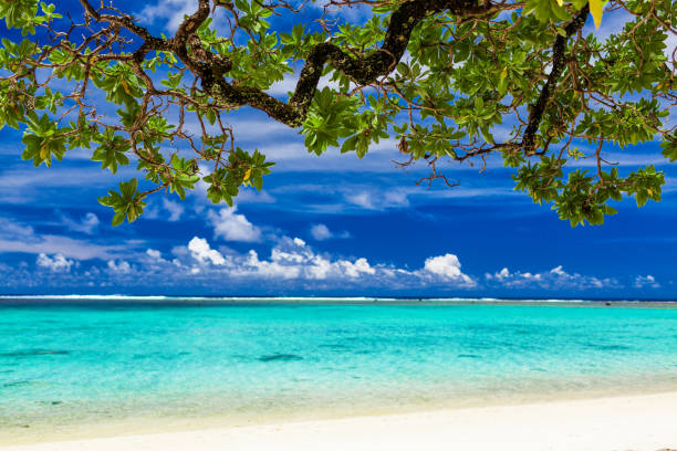 istock Beach on tropical island during sunny day framed by a tree with green leaves 951077454