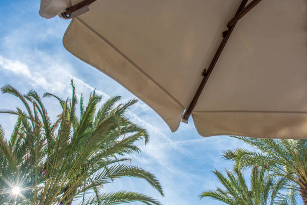 istock Palm trees and parasol in front of blue sky 951077830