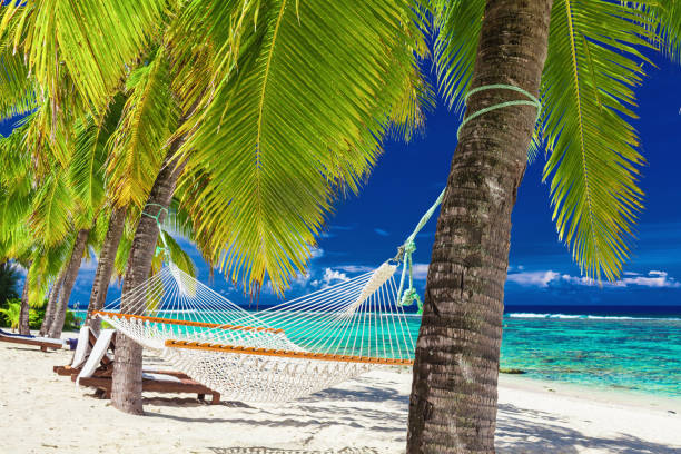 istock Hammock between palm trees on a tropical beach, Rarotonga, Cook Islands 951077952