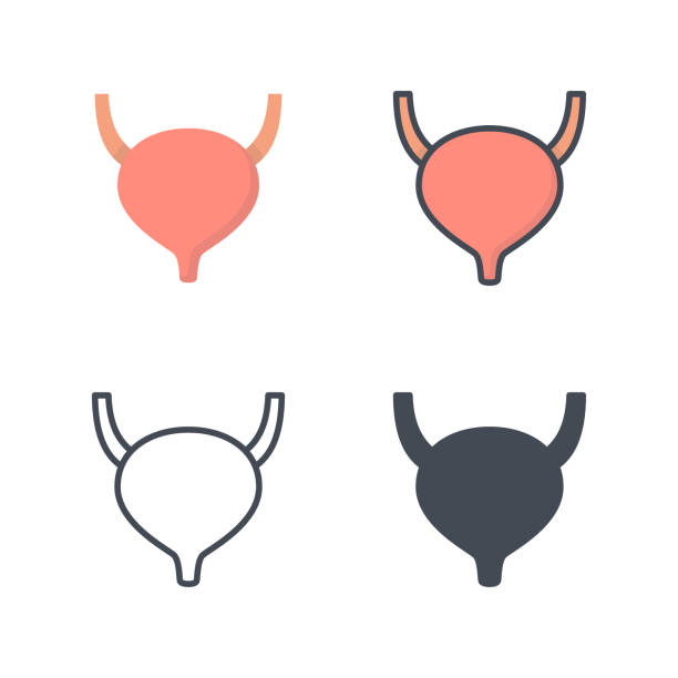 kandung kemih organ manusia obat vektor garis datar siluet ikon berwarna - kandung-kemih ilustrasi stok