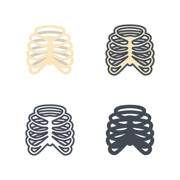 Ribs human bone medicine vector flat line silhouette colored icon This is Colored, Silhouette and outlined hight quality icons clip art of rib cage stock illustrations