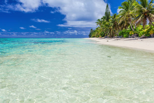 istock Tropical beach with rocks and palms on Cook Islands 951078416