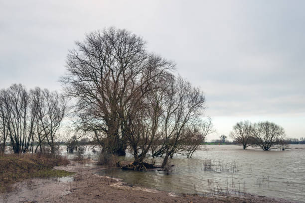 istock Bare trees in the water of a river 951081470
