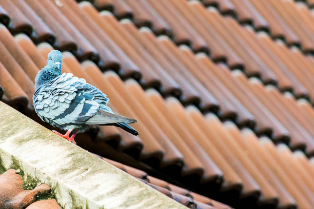 istock Dove is a symbol of freedom 951081546