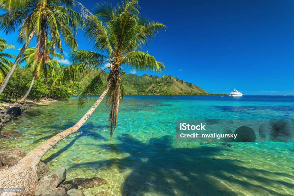 Palmen und ruhigen Bucht auf Moorea in Tahiti - Lizenzfrei Insel Tahiti Stock-Foto
