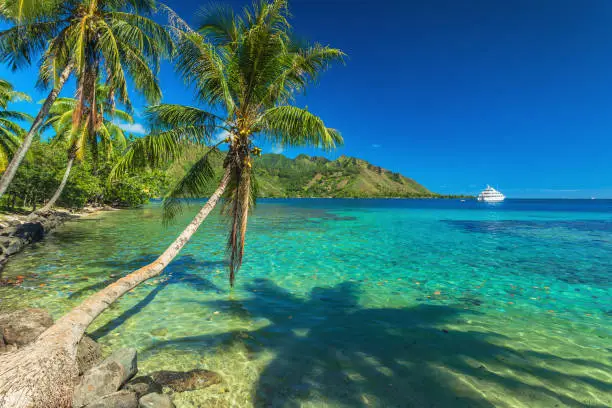 Palm Trees and quiet bay at Moorea in Tahiti, French Polynesia