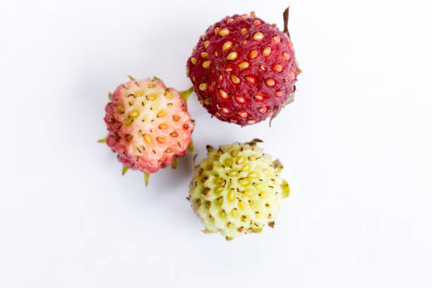 Wild meadow Strawberries ripen (Fragaria viridis) on white background. Different degrees of maturation. From white to red.