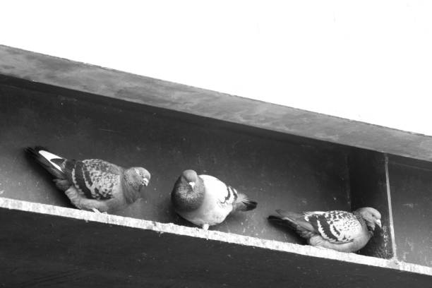 istock Pigeons on a steel girder 951086722