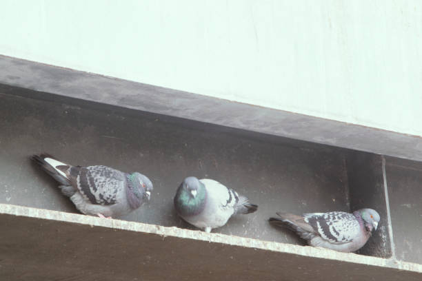 istock Pigeons on a steel girder 951086742