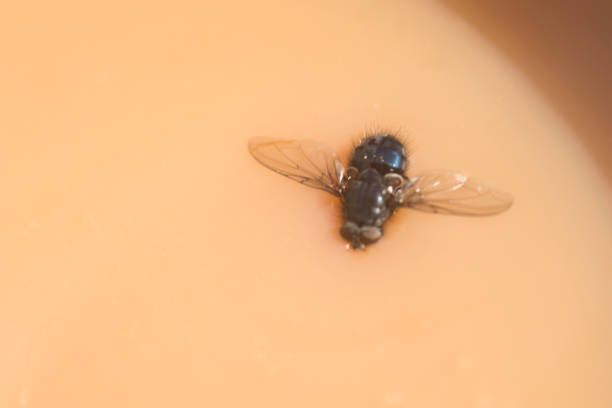 The fly in the ointment A fly has landed in the coffee ugly soup stock pictures, royalty-free photos & images