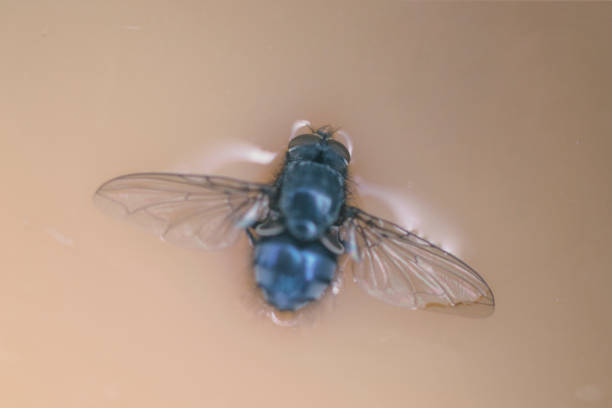 The fly in the ointment A fly has landed in the coffee ugly soup stock pictures, royalty-free photos & images