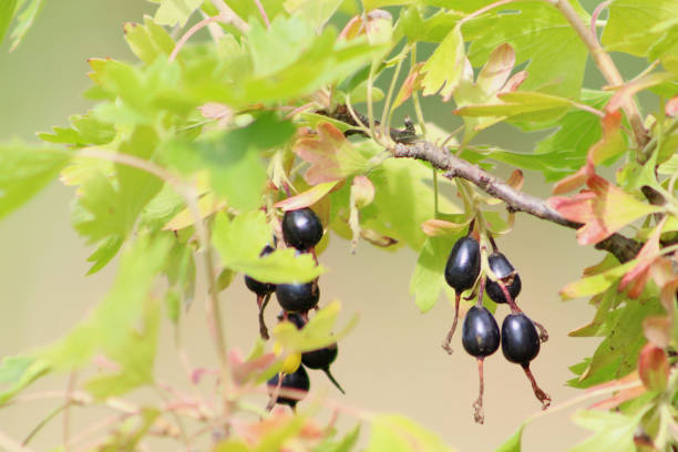 istock Black oval Josta berry 951087292