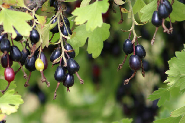 istock Dark blue oval Josta berry 951087630