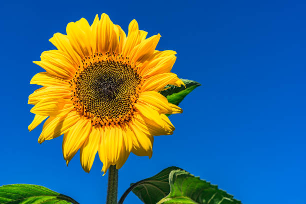 istock Beautiful yellow summer flower with sunny blue sky 951088166