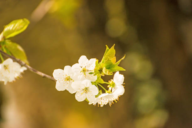 cherry blossom, branch with flowers