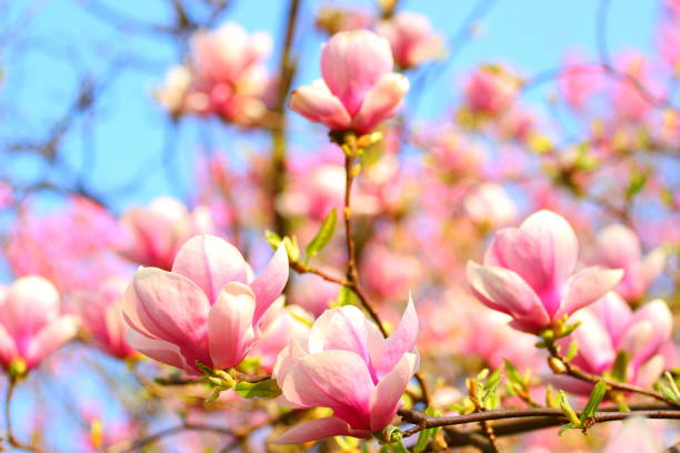 istock Pink magnolia flowers 951091730