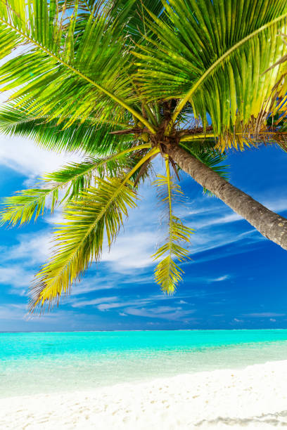 istock Single vibrant coconut palm tree on a tropical beach 951096124