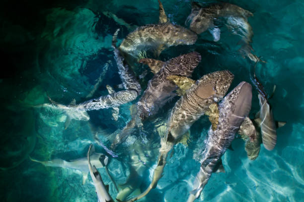 istock Night shark feeding - many sharks 951096268