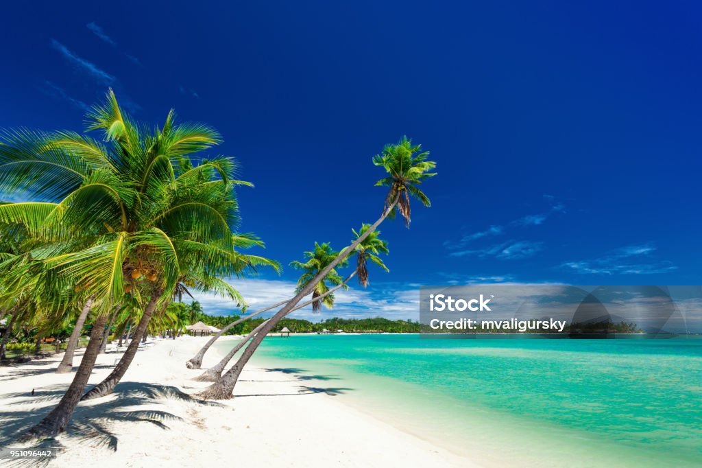 Palm trees over white beach on a a Plantation Island, Fiji Palm trees over white beach on a a Plantation Island, Fiji, South Pacific Fiji Stock Photo